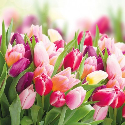 ubrousky-tulipany