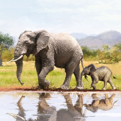ubrousky-elephant