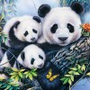 ubrousky-pandy