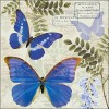 ubrousky-modry-motyl