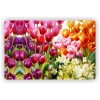 Prostírání plastové barevné tulipány - 1000657