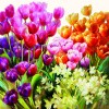 Ubrousky barevné tulipány
