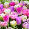 ubrousky-ruzove-tulipany-3400061