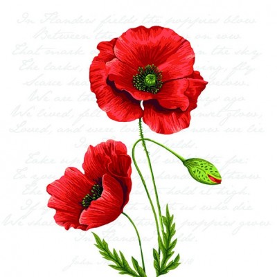 ubrousky-proud-poppy-3400105
