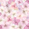 Hortensie